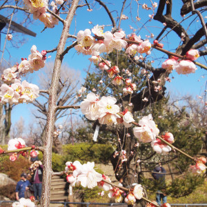 東京の梅の名所へ「梅ヶ丘の羽根木公園」へ。