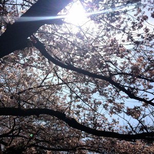 誰もを魅了する桜の花言葉
