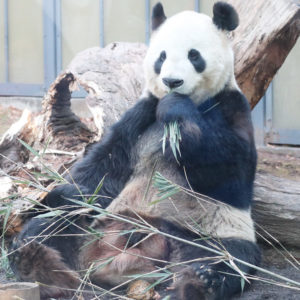 可愛さあふれる動物たち♡今、話題のパンダに会いに上野動物園へ