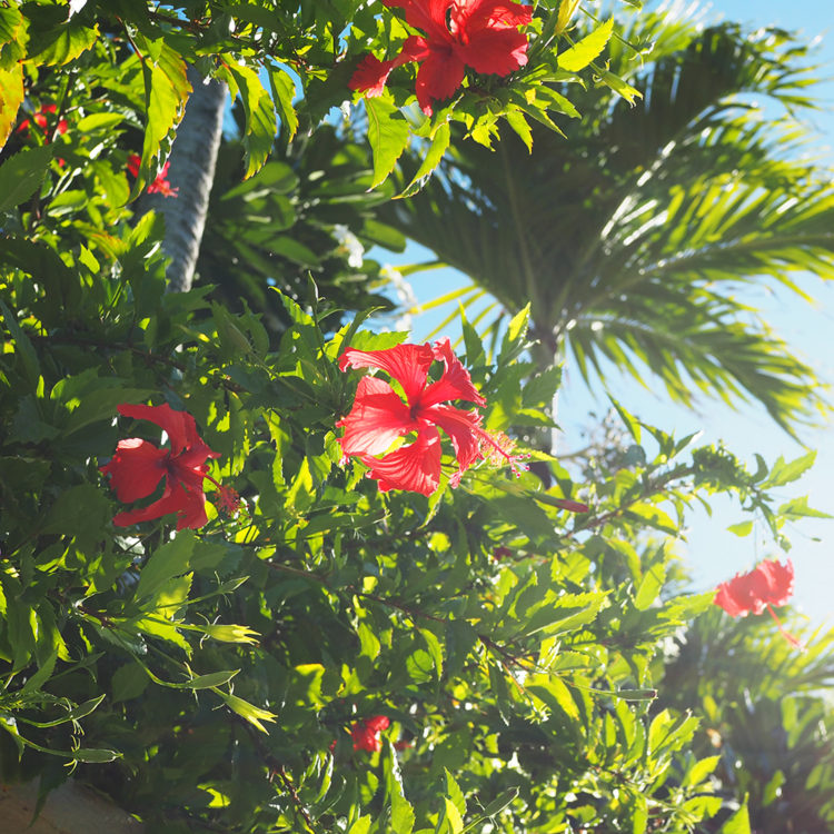 花のあるライフスタイル 24 常夏のハワイ編 バランスタイムズ サッカーのあるファッションライフ